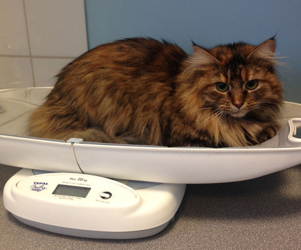 Picture of Archie sitting in the weighing scales