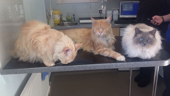 Picture of Dave, Charlie adn Poppy relaxed on the examination table