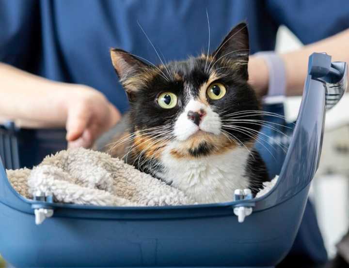Black and white cat in the bottom half of a cat carrier basket in front of a vet
