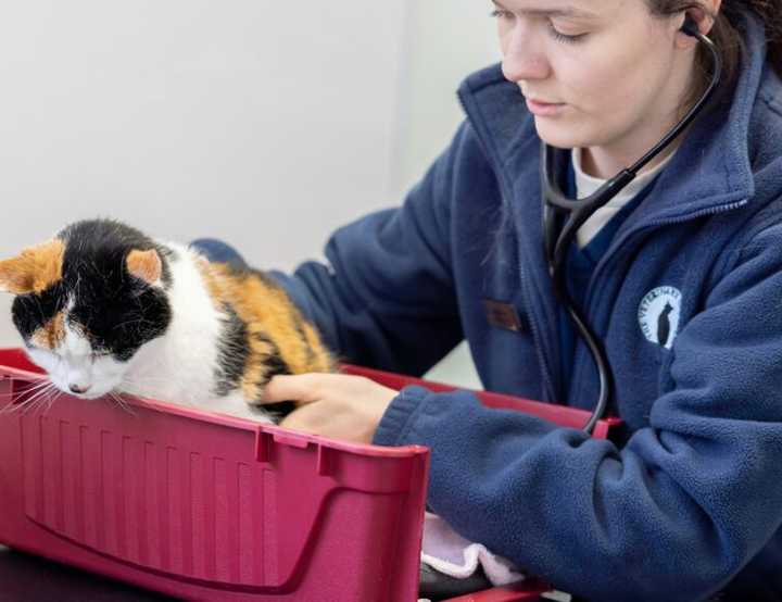 vet examining a cat