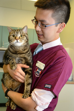 Picture of vet student holding cat