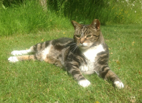 photo of Rocky, vet's cat, relaxing in the sun