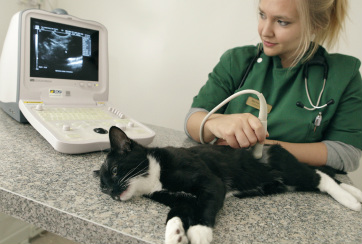 Picture of vet scanning a sedated cat