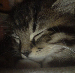 Lottie the kitten snoozing