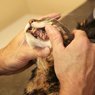 Photo of cat getting teeth examined