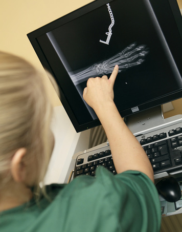 Vet examines an x-ray. Can you see the fractured toe? 