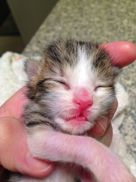 Picture of tiny kitten